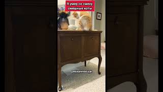 Я умер со смеху, смешные коты #кот #funnycats #cats #cat