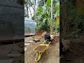 Digging Out a Massive Tree Stump by Hand – Brutal Workout But Best Sleep Ever Off-Grid Build Diaries