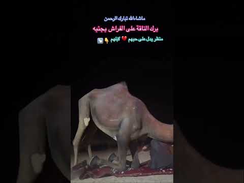 اكسبلور ترند مشهد لناقة وجلوسها بجوار صاحبها على فراشه حققت طلبه شاهدوا ماحدث   