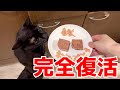 完全復活を遂げた黒猫のお誕生日会でした