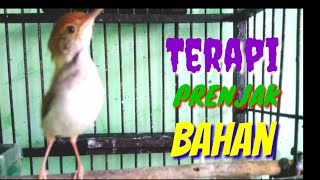 Terapi PRENJAK Bahan Cepat Bunyi @ TOMAN. net