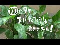 【観葉植物】100均スパティフィラム9年育ててみた！