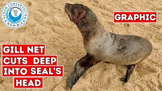 Gill Net Cuts Deep into Seal's Head