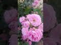beautiful rose 🌹🌹 in home garden 🏡#beautiful flower 🌺🌹#youtubeshorts #new video