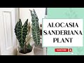 Alocasia sanderiana plant