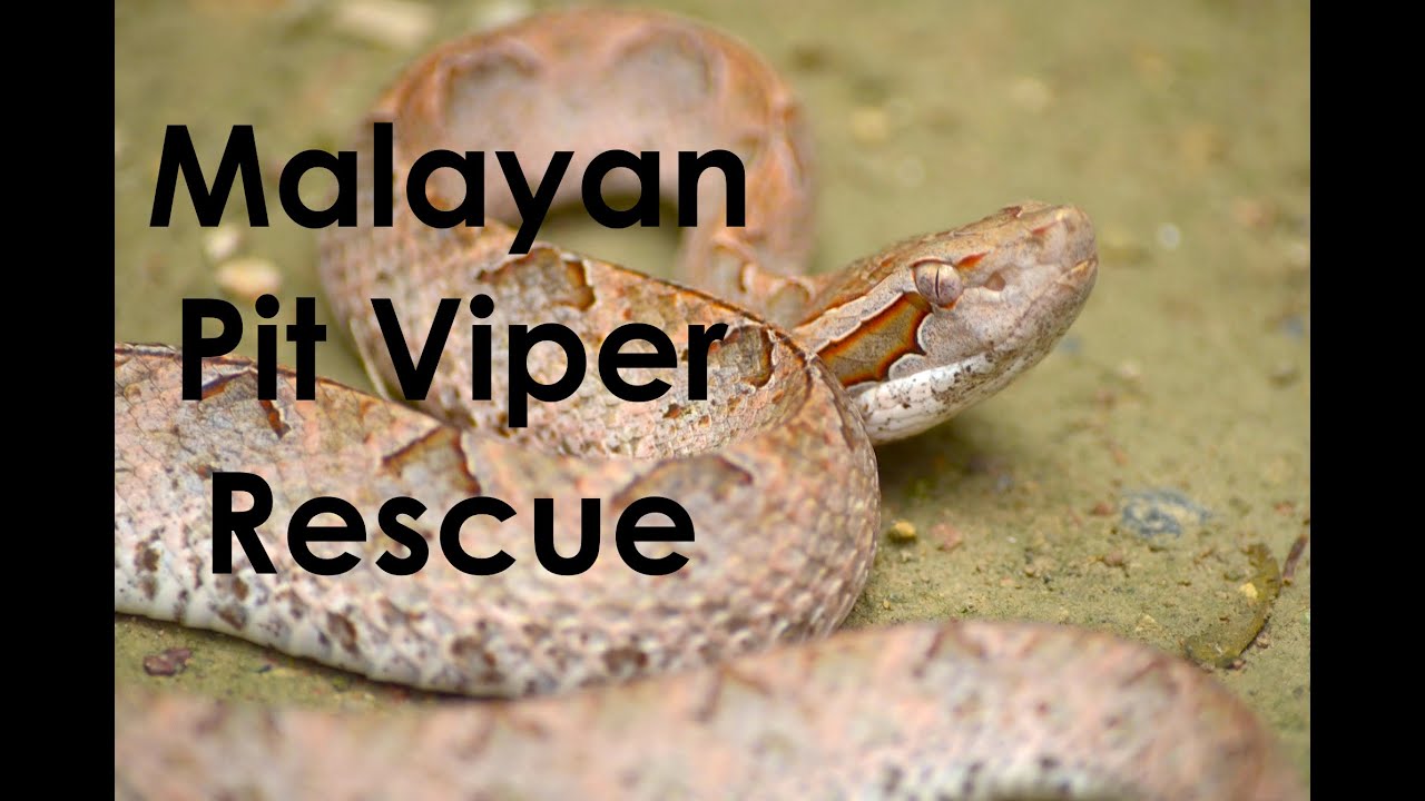 thailand snakes identification Deadly Snake House Call - Malayan Pit Viper in the Restroom!
