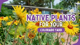 Colorado Native Plants: Top Species for Waterwise Yards