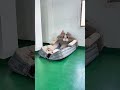 Automatic air mattress #outdoor camping #outdoor fishing#Essential for home