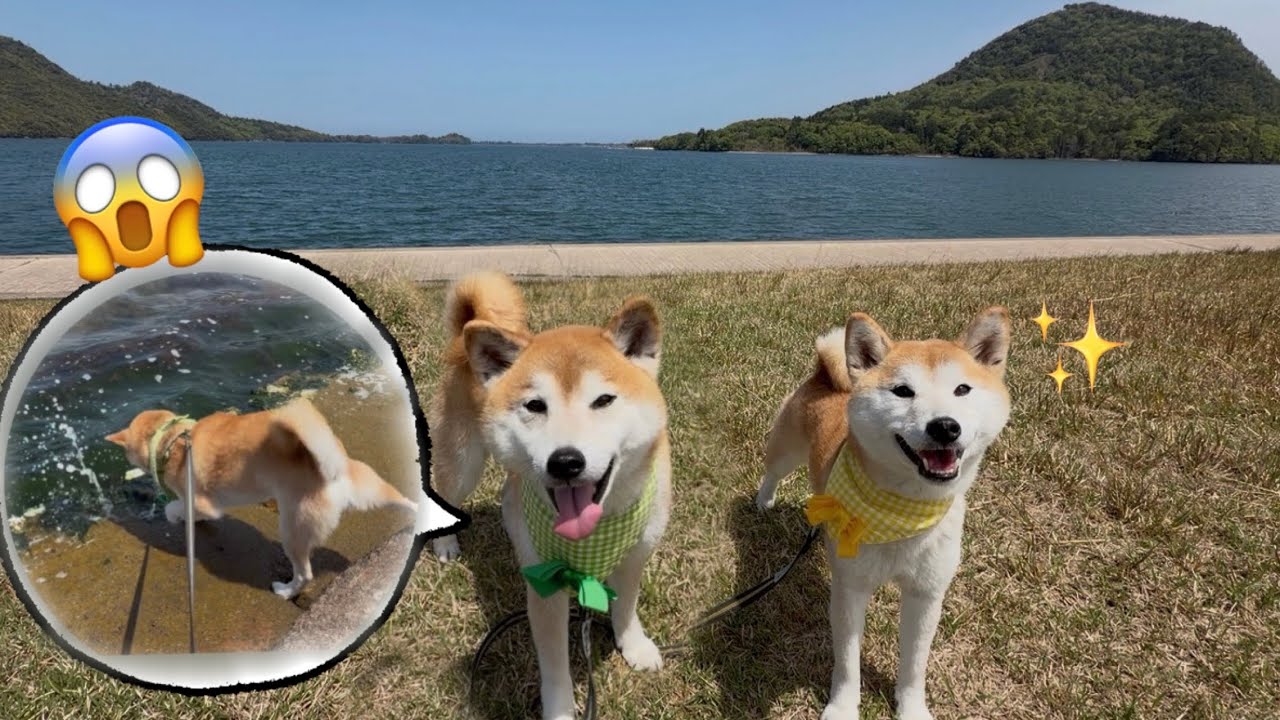 ワクワクが止まらなくなって波に誘われた巨柴犬がやばかった
