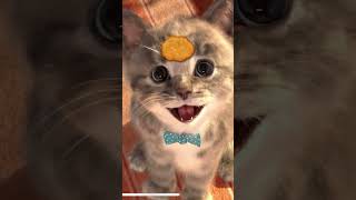 Animated Little Kitten learning Cartoon for toddlers!