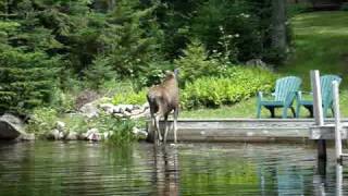 Goodnow Flow Adirondacks Moose Sighting Part 2