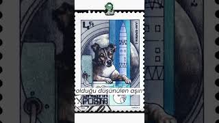Laika - Uzaya Gönderilen İlk Köpek