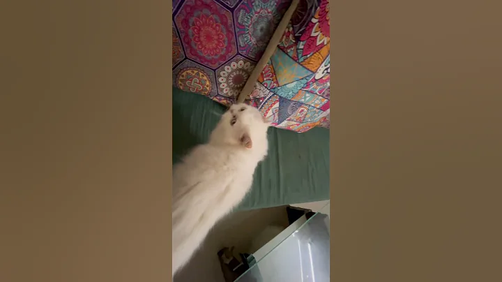 Video 10491901: big bengal cat, cats pets animals