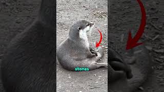 A Heartwarming Story Of An Otter And Its Caregiver
