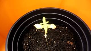 Cannabis, First plants 2