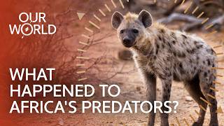 How Hyenas Took Over Africas Wildest Valley | Our World