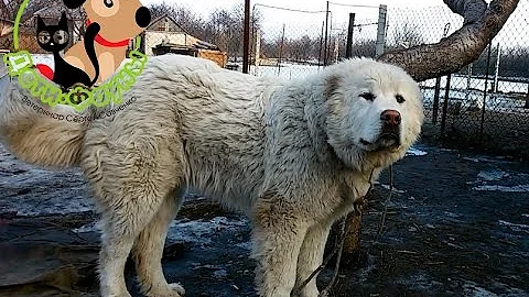Если собака съела инородный предмет, основные симптомы