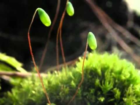 Зеленый мох кукушкин лен  местообитание кукушкина льна к уроку