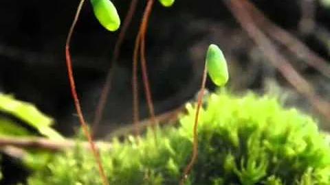 Зеленый мох кукушкин лен  местообитание кукушкина льна к уроку