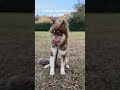 I Wanna Squeeze You Until You Go POP Cute Dog Youtube Husky Youtubeshorts Pet Foryou