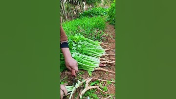 The process of collecting fresh radish leaves