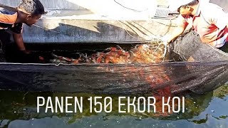 Download Panen Koi Sekolam Laku 40 Juta Video MP3 Panen Koi Sekolam Laku 40 Juta