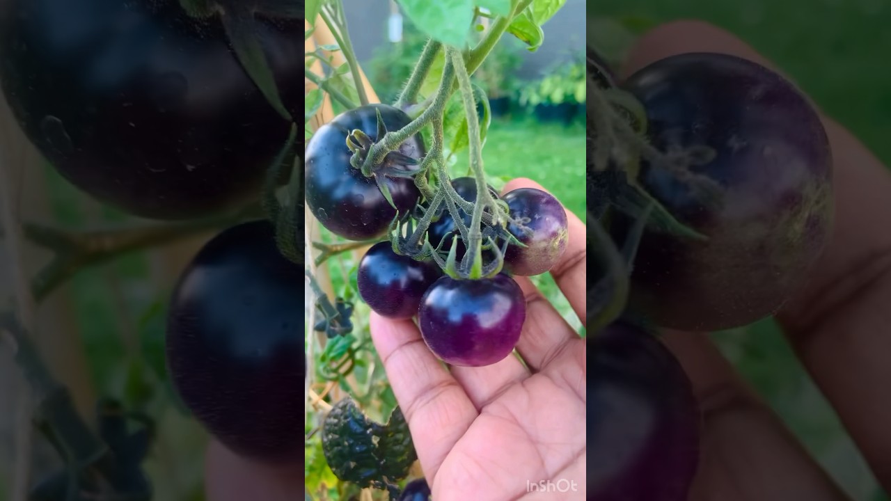 Mira Amazing Black Purple Cherry Tomato! Canada🇨🇦 Malayali❤️ #nature#mississauga#food#youtubeshorts en YouTube Mira Amazing Black Purple Cherry Tomato! Canada🇨🇦 Malayali❤️ #nature#mississauga#food#youtubeshorts en YouTube