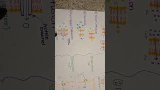 BIOL 2400 S01 Video Assignment 1: Membrane Transport Mechanisms 