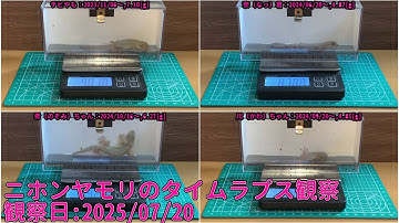 【Memorandum】 2025年07月20日 RPi-Cam-Web-Interfaceを用いたニホンヤモリのTimelapse観察