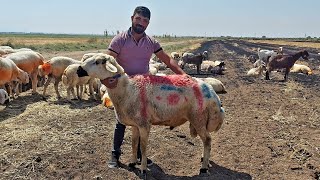 SİVASTA BİLE BÖYLE KANGAL KOÇU YOK !  HERŞEY ÇOK PAHALI ARABADA YATTIM  KÖY HAYATI, ÇOBAN KÖPEĞİ