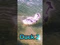 5 Duckies #4 #shorts