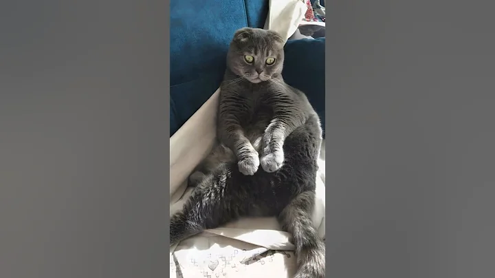 Watch the video about 5 Weird Facts About Scottish Fold Cats (You Won’t Believe #3!)