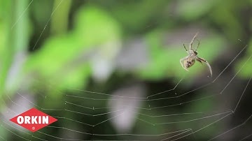 Bug Wisdom: Flamenco Spider Webs  | Orkin