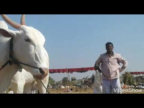Saraja raja waghmarencha