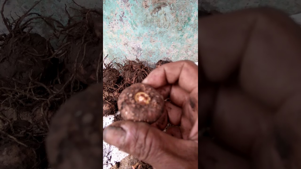 Cara menanam porang bibit potekan 