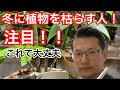 初めての観葉植物の冬越しはこれ!パキラの冬のお手入れ編