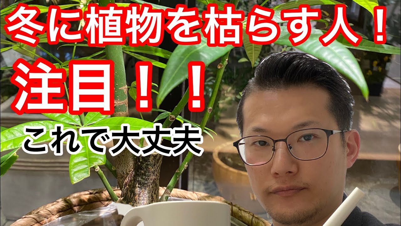 初めての観葉植物の冬越しはこれ！パキラの冬のお手入れ編