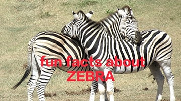 #Fun facts about ZEBRA ((Part-2 ))