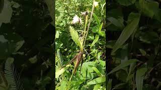 Download Lagu Belalang Caricangkas Koq Tidur Di Siang Hari?!? MP3