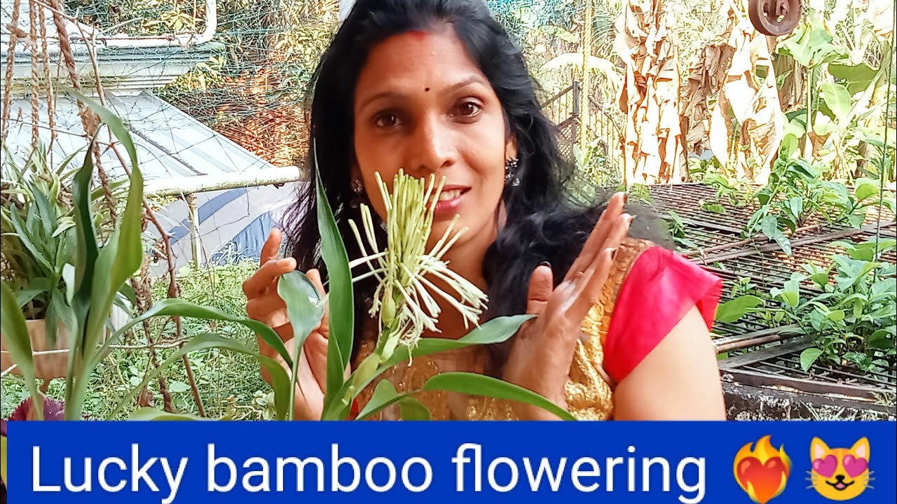 Lucky bamboo flowering fragranceHow to fill grow bagMalayalam krishi