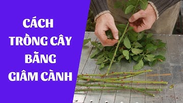 CÁCH TRỒNG CÂY BẰNG GIÂM CÀNH II PHƯƠNG PHÁP GIÂM CÀNH CÂY HIỆU QUẢ II GIÂM CÀNH CÂY