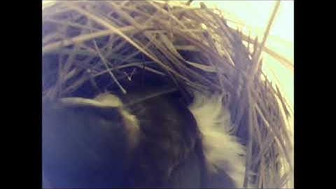 Tree Swallow Building Nest ~ 052518