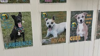 Potential program could partner inmates and shelter animals in Walker County