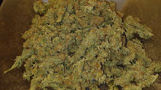 Final weight Strawberry Amnesia from Herbies seeds. Spider Farmer medical marijuana grow