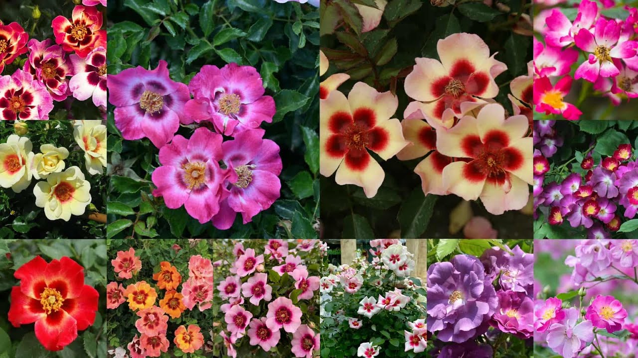 แนะนำกุหลาบกลีบชั้นเดียว | EP.384 | @khn_ba_kuhlab 