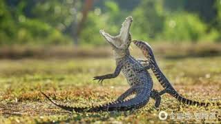 asian water monitor harassing baby saltwater crocodile