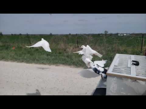Homing Pigeon Training Release White Doves St Louis Doves Release Company