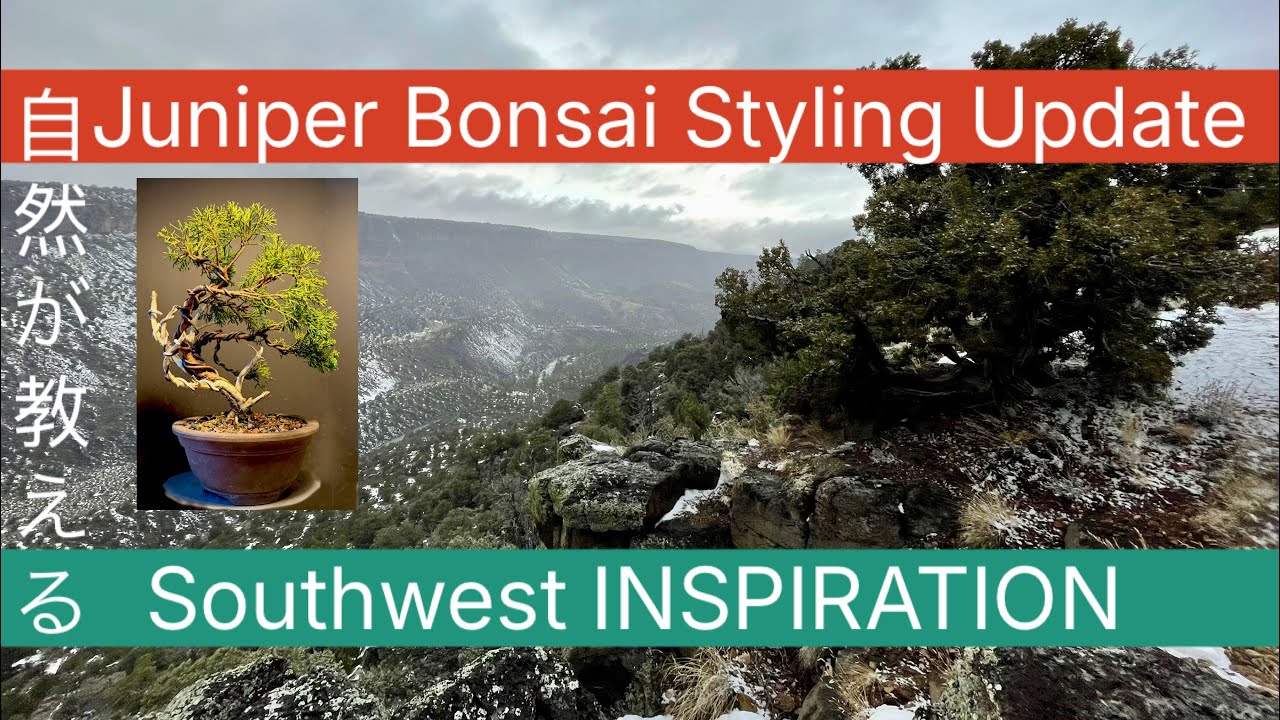 Southwestern Inspired Bonsai Styling. Shimpaku Juniper 