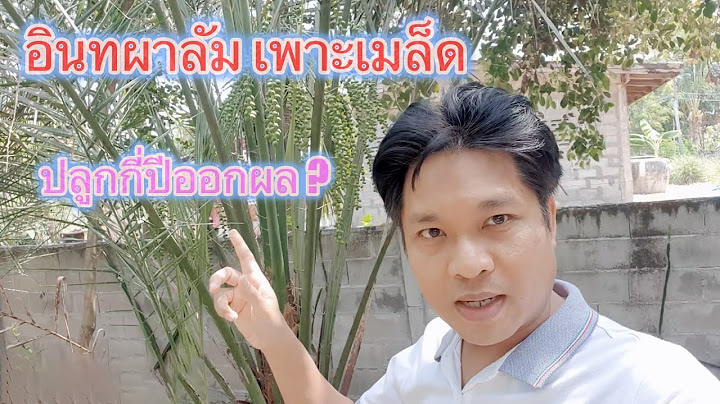 ต นท นการเพาะปล กอ นทผาล ม ราคาต อไร