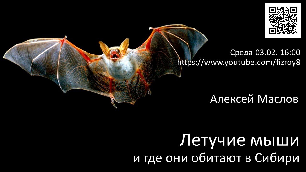 Алексей Маслов \"Летучие мыши и гле они обитают в Сибири\" - YouTube